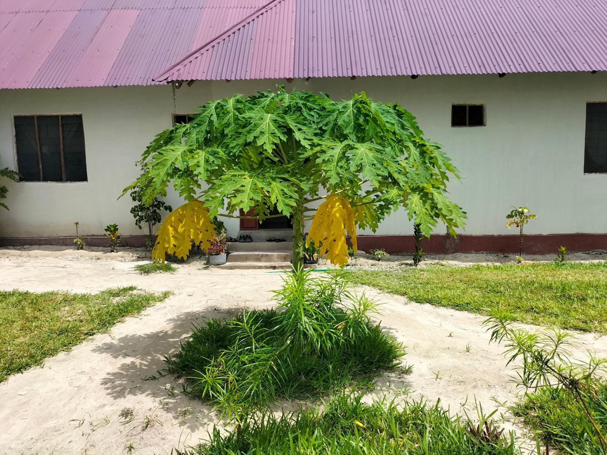 Mambo Leo Hostel Paje Buitenkant foto