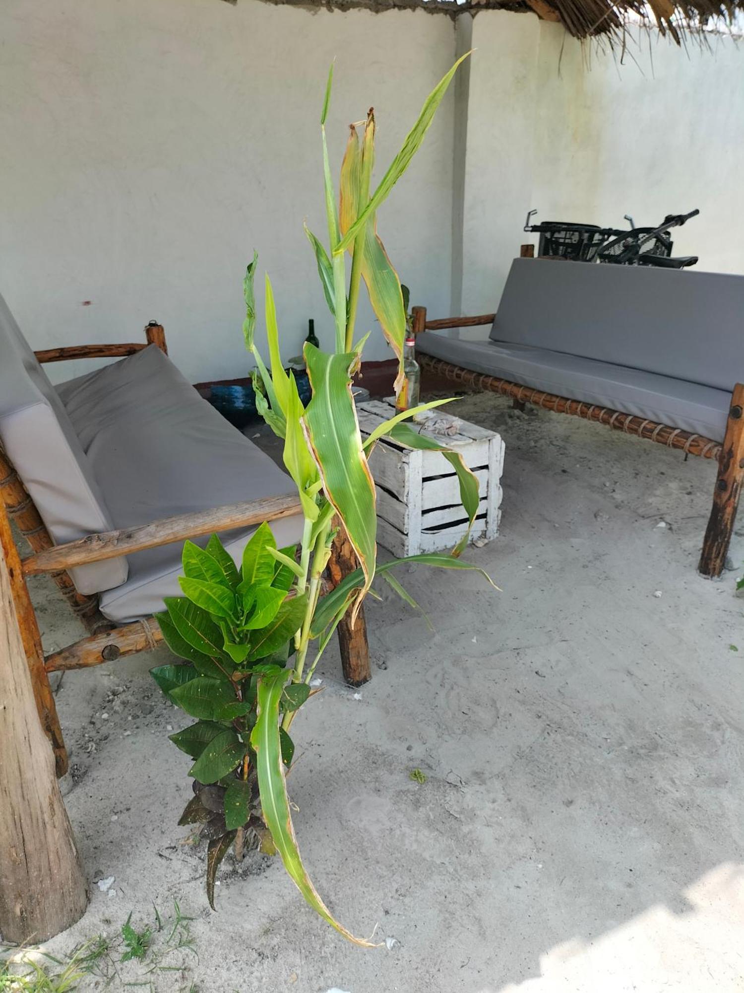 Mambo Leo Hostel Paje Buitenkant foto